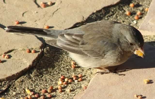 Junco chowing down on corn, in East Texas in winter